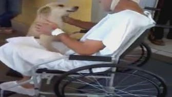 بالفيديو: كلب ينتظر صديقه 8 أيام على باب المستشفى