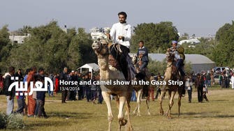 Horse and camel show in the Gaza Strip