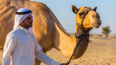camel shutterstock