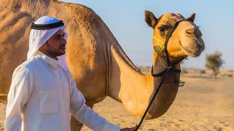 MERS linked to camels and has ‘circulated for many years’