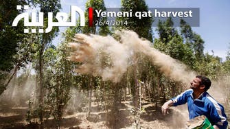 Yemeni qat harvest