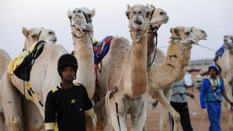 Saudi warns of camel products amid MERS scare