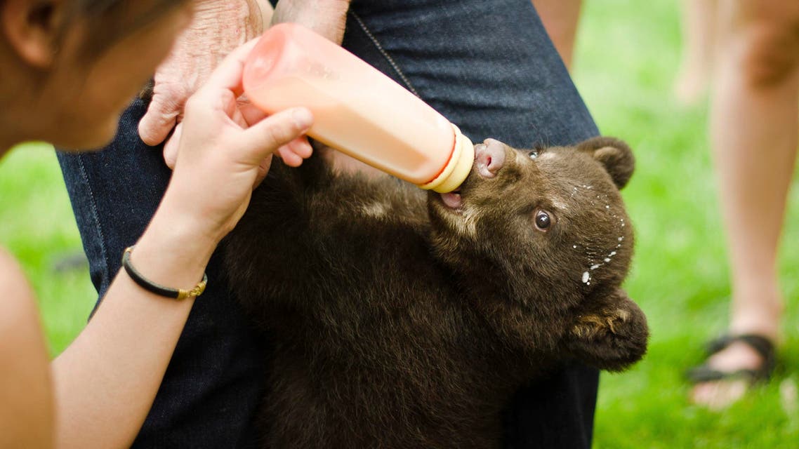 bear