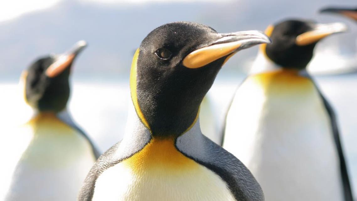 penguin shutterstock