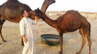 ''آ اونٹ مجھے مار''، سعودی کسان اونٹوں کی محبت کے اسیر