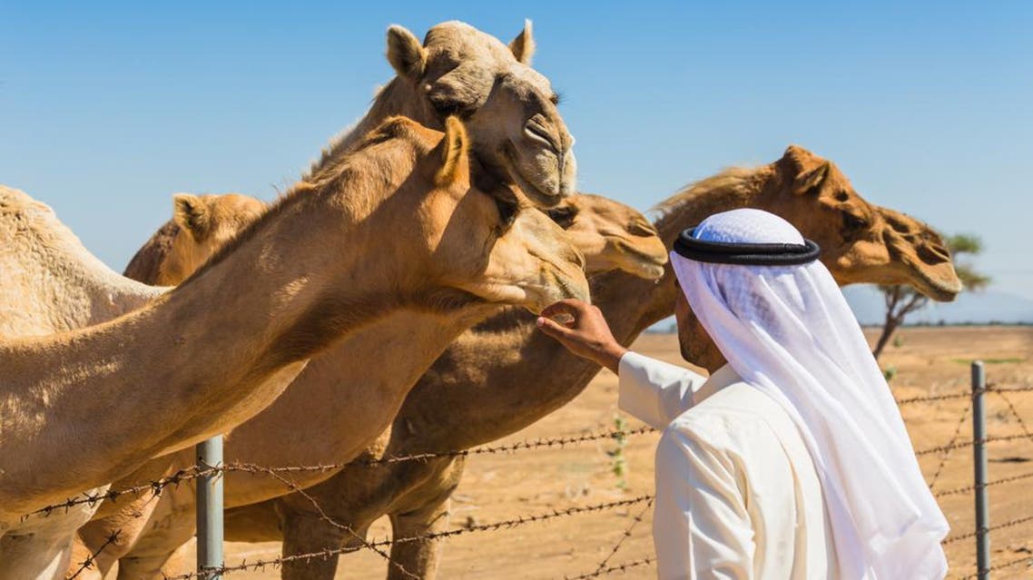 camel kiss shutterstock 