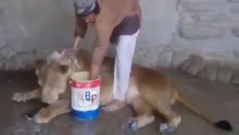 Video of Yemeni man giving bath to lion goes viral