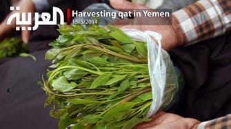 Harvesting qat in Yemen