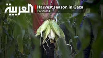 Harvest season in Gaza