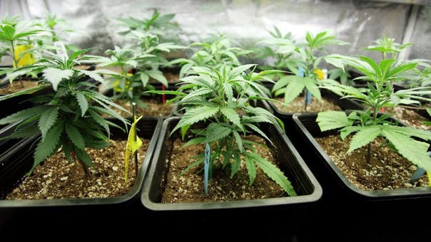 Voters discover marijuana plants at Egyptian school