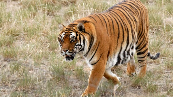 Donors pledge $80 million to protect wild cats