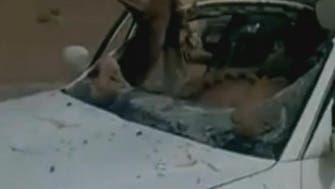 Video: camel lands in passenger seat after Libya car crash 