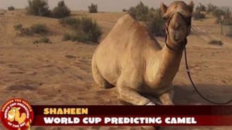 Meet Shaheen, the camel trying to predict World Cup wins