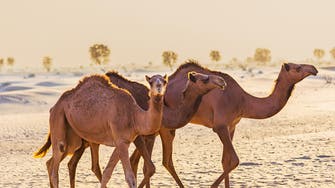 Camel-car collision kills Saudi man