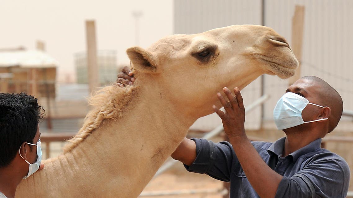 Camels MERS AFP