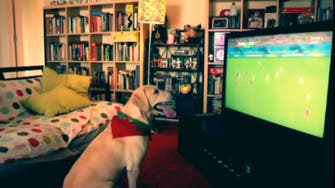 Jubilant canine fan reacts when Portugal scores a goal 