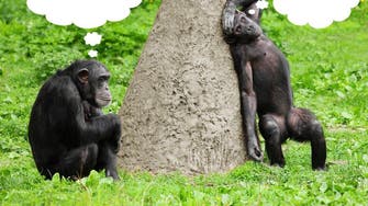 Can you speak Chimpanzee? Ape sign language gets translated 