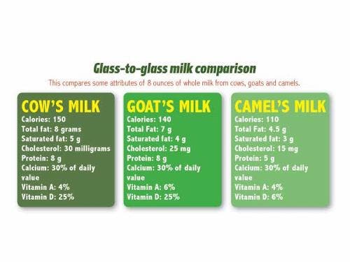 U.S. firm sells camel milk as healthy but pricey drink ...