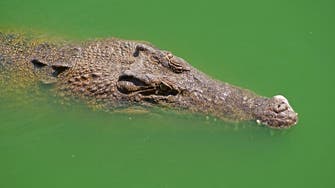Crocodile attacks keeper during show at Australia zoo