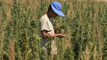 An agricultural worker inspects his crops of cannabis in a field in the Bekaa Valley, in eastern Lebanon September 25, 2007. (Reuters)