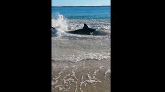 Video: hungry white shark chases sea lion ashore Perth beach