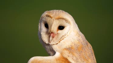 Owl Israel 