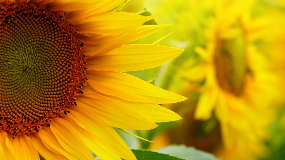 Sunflower Oil Cold Pressed - Sunflower Seed Oil Unrefined Sun Flower O -  Premium Nature