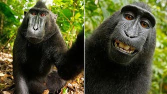 Monkey ‘selfies’ spark copyright war with Wikipedia