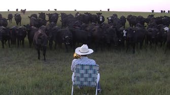Man uses trombone to serenade field of curious cows