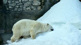 Un-bear-able? Russia food ban hits Moscow zoo’s picky bears