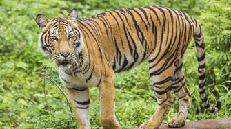 Tiger carries away woman in eastern India