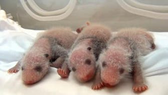 Watch world's first surviving panda triplets arrive in China zoo 