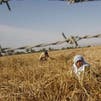 U.N. food body says Gaza farms devastated by fighting