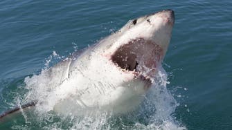 Watch: Shark attacks Google undersea cable 