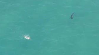 Great White Shark gets too close to California swimmer 