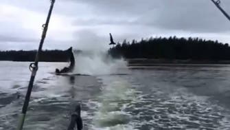 Killer whale tosses a sea lion into the air 