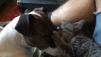 Loving licks: Video shows cat washing pit bull