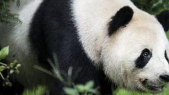 Panda fakes pregnancy to improve quality of life