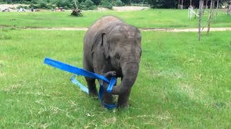 Baby elephant has whale of time with ‘skipping rope’ 