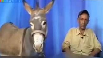 Jordanian TV presenter hosts donkey as guest of show