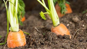 Organic farming gaining popularity in Saudi Arabia 