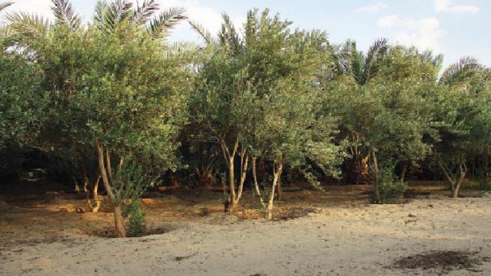 المغرب الحساسية تذبح الآلاف من أشجار الزيتون