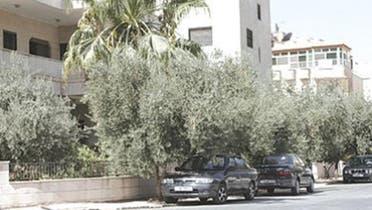 Moroccan city Oujda orders that olive trees be removed by the end of the year. (Photo courtesy of http://chaabpress.com)