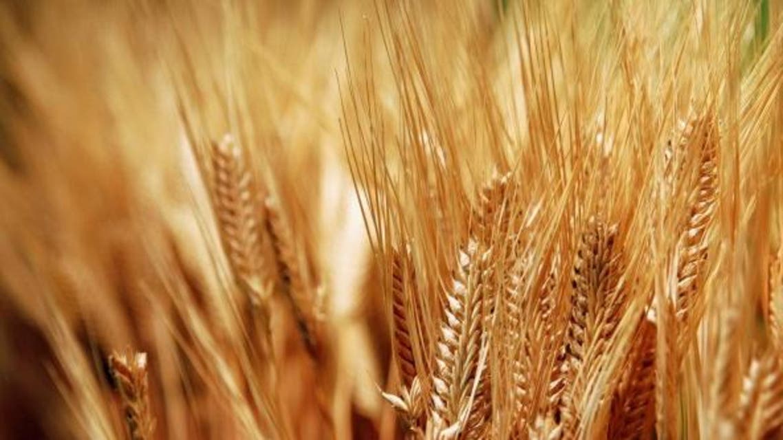 wheat