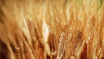 Egypt to keep set price paid to local wheat farmers 