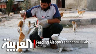 Feeding Aleppo’s abandoned cats