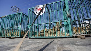 A lioness and two lions sit in cages as they wait to be transferred from the Gaza Strip's Bisan City tourist village zoo to Jordan through the Erez crossing with Israel, on September 30, 2014. AFP