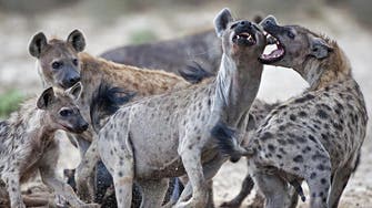Japan zoo discovers it tried to mate two male hyenas 