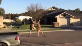Video: ‘Kung Fu’ kangaroos face off in Sydney suburb