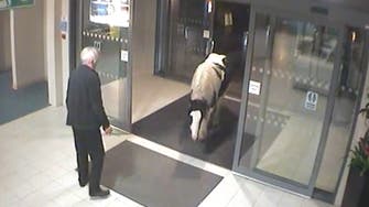 UK police station visited by horse